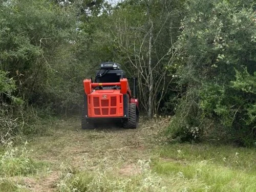 Cedar & Invasive Brush Removal