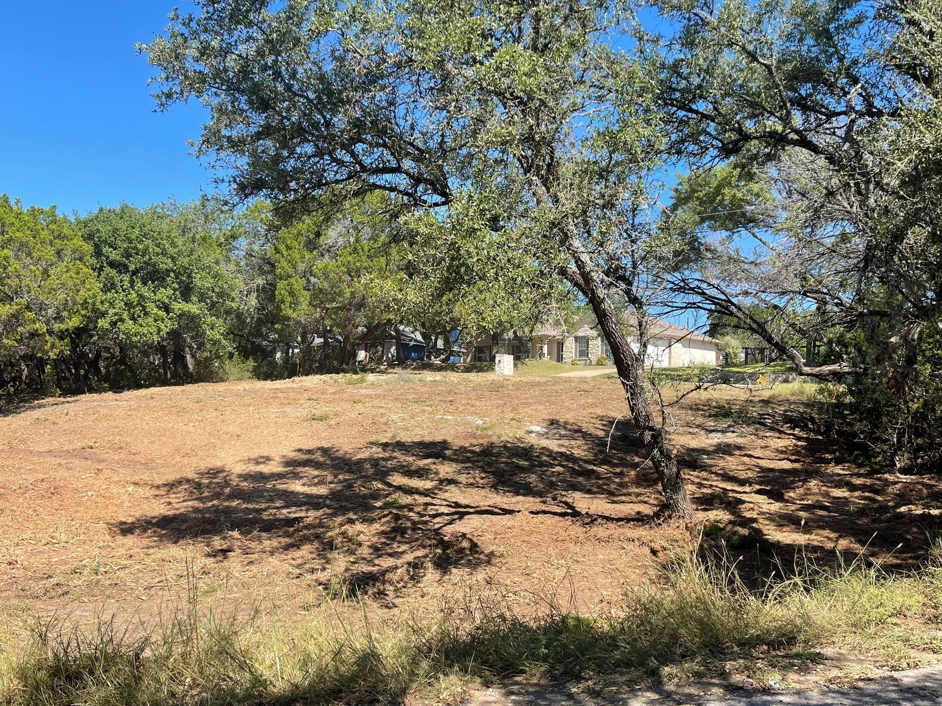 Underbrush & Cedar Clearing